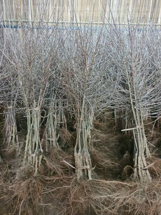 우리농원님의 사과 · 일상 작성글 사진