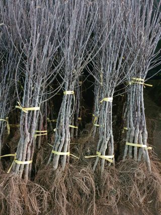 우리농원님의 사과 · 일상 작성글 사진