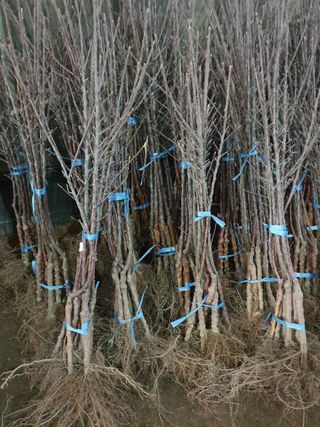 우리농원님의 사과 · 일상 작성글 사진