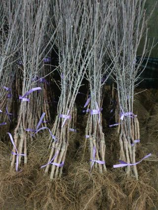 우리농원님의 사과 · 일상 작성글 사진