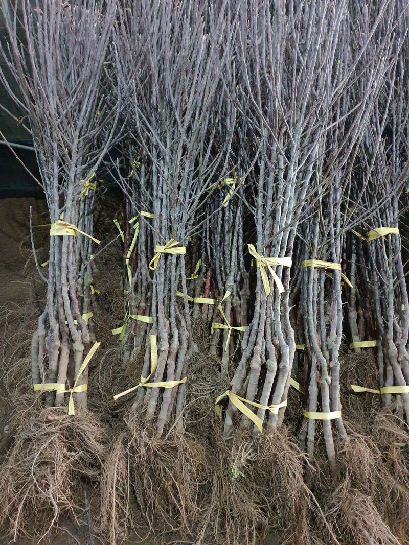 장터 상품 [자근(키낮은사과) 사과 묘목] 썸네일