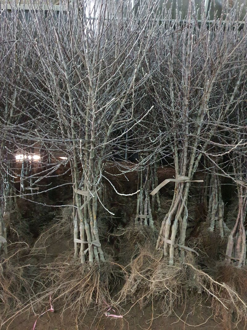 우리농원님의 장터 판매 상품 [자근(키낮은사과) 사과 묘목] 첨부 사진