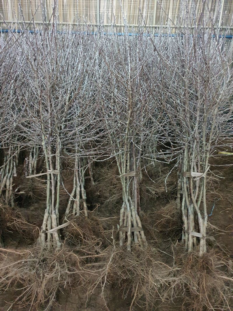 우리농원님의 장터 판매 상품 [자근(키낮은사과) 사과 묘목] 첨부 사진