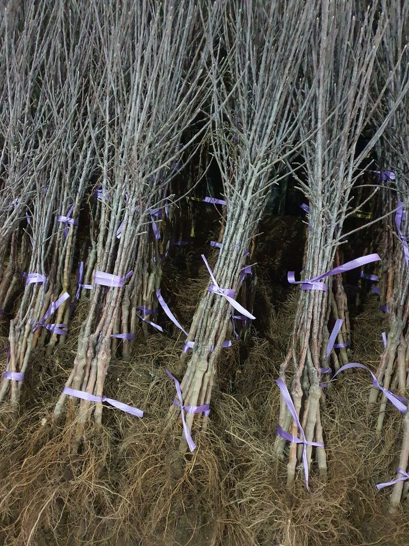 우리농원님의 장터 판매 상품 [자근(키낮은사과) 사과 묘목] 첨부 사진