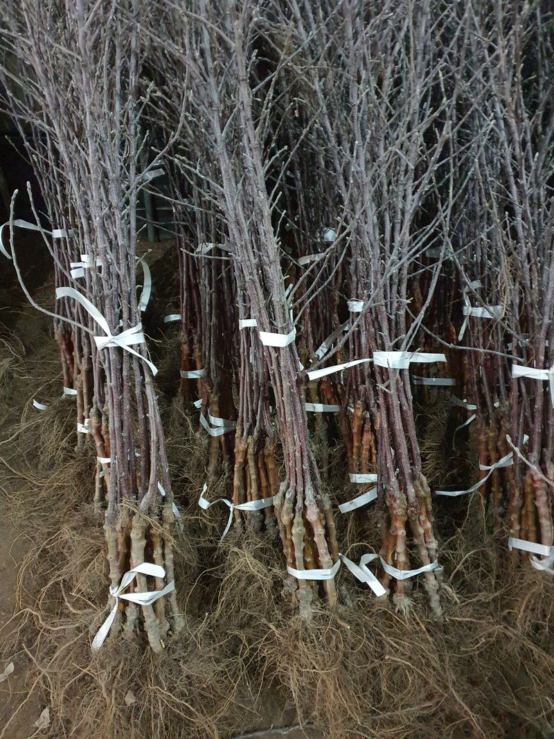 우리농원님의 장터 판매 상품 [자근(키낮은사과) 사과 묘목] 첨부 사진