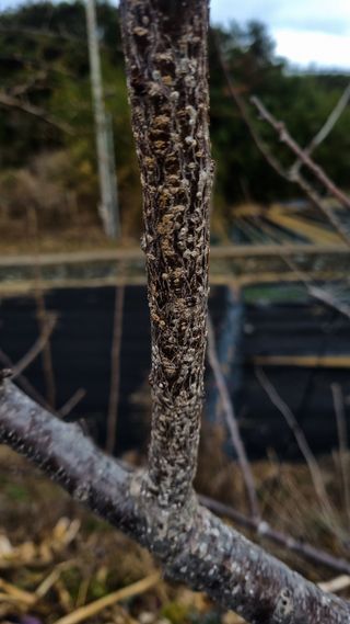 무룡농장님의 기타작물 · 병해충상담 작성글 사진