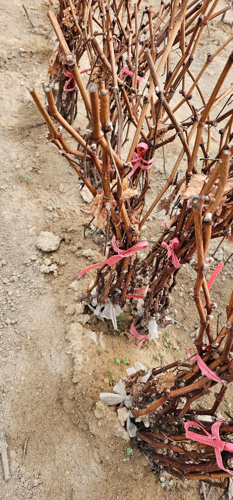 뿌리묘목농원님의 장터 판매 상품 [거봉자옥 접목 1년생] 첨부 사진