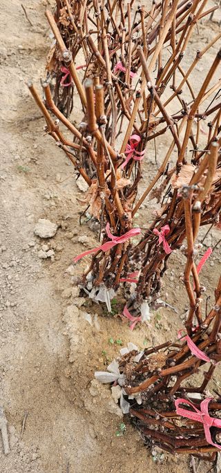 뿌리묘목농원님의 작성글 사진