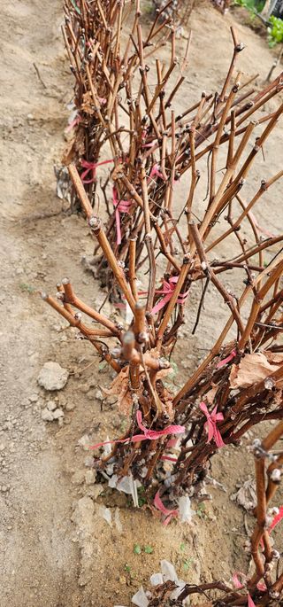 뿌리묘목농원님의 작성글 사진