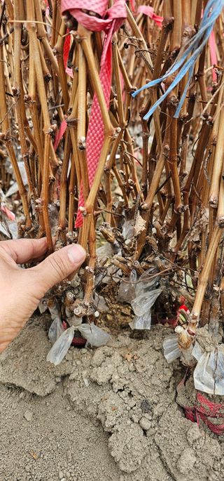 뿌리묘목농원님의 작성글 사진