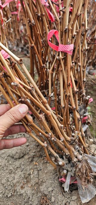 뿌리묘목농원님의 작성글 사진