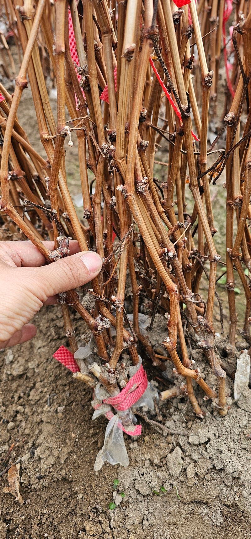 뿌리묘목농원님의 장터 판매 상품 [거봉자옥 접목 1년생] 첨부 사진