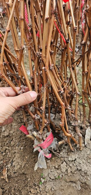뿌리묘목농원님의 작성글 사진