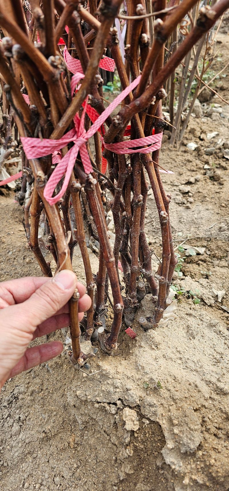 뿌리묘목농원님의 장터 판매 상품 [거봉자옥 접목 1년생] 첨부 사진