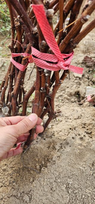 뿌리묘목농원님의 작성글 사진