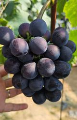 팜모닝 · 게시글 이미지