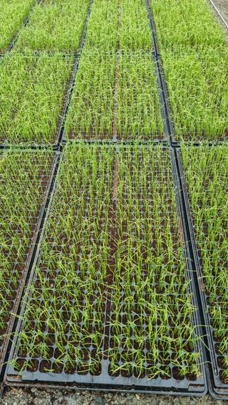 곽행남님의 파 · 자유게시판 작성글 사진