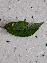 팜모닝 고추·병해충상담 게시글 이미지