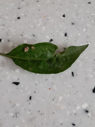 Bo Hoon님의 고추 · 병해충상담 작성글 사진