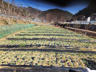 풀빛정원님의 3월 내 작물 자랑하기 · 참여글 작성글 사진