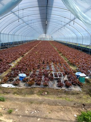 송금옥님의 3월 내 작물 자랑하기 · 참여글 작성글 사진