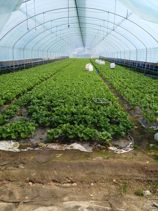 송금옥님의 3월 내 작물 자랑하기 · 참여글 작성글 사진