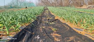 박찬호님의 3월 내 작물 자랑하기 · 참여글 작성글 사진