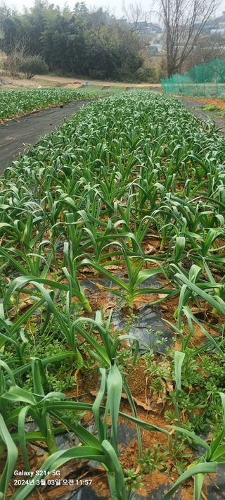 박찬호님의 3월 내 작물 자랑하기 · 참여글 작성글 사진