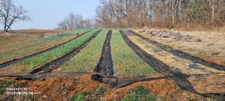 박찬호님의 3월 내 작물 자랑하기 · 참여글 작성글 사진