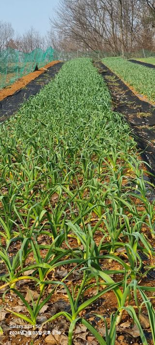 박찬호님의 3월 내 작물 자랑하기 · 참여글 작성글 사진