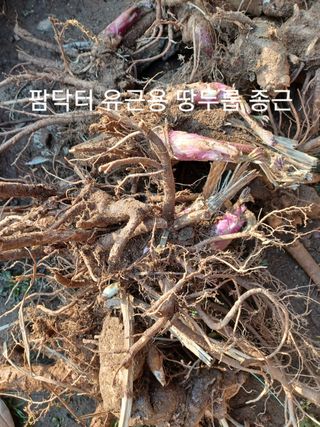 무료지식나눔 팜닥터님의 3월 내 작물 자랑하기 · 참여글 작성글 사진