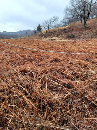 무료지식나눔 팜닥터님의 3월 내 작물 자랑하기 · 참여글 작성글 사진