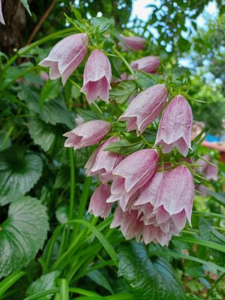 무료지식나눔 팜닥터님의 3월 내 작물 자랑하기 · 참여글 작성글 사진