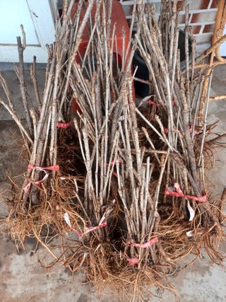 무료지식나눔 팜닥터님의 3월 내 작물 자랑하기 · 참여글 작성글 사진