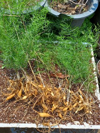 무료지식나눔 팜닥터님의 3월 내 작물 자랑하기 · 참여글 작성글 사진