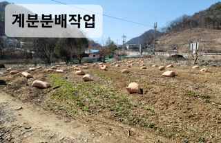 정창훈님의 옥수수 · 영농일지 작성글 사진