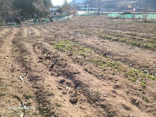 정창훈님의 옥수수 · 영농일지 작성글 사진
