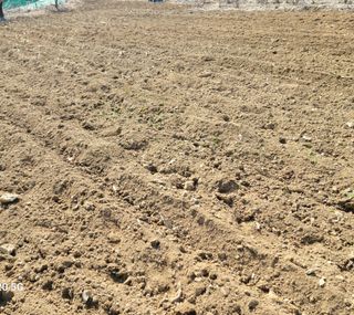 정창훈님의 옥수수 · 영농일지 작성글 사진