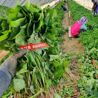 김동수님의 고구마 · 자유게시판 작성글 사진