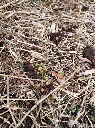 고추들깨이종우님의 자유주제 · 자유게시판 작성글 사진
