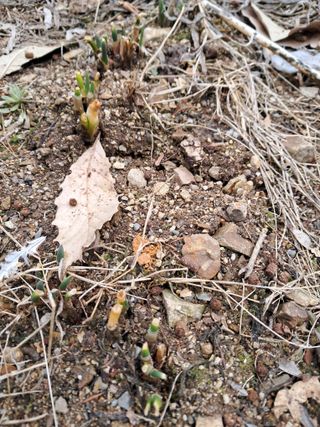 고추들깨이종우님의 자유주제 · 자유게시판 작성글 사진