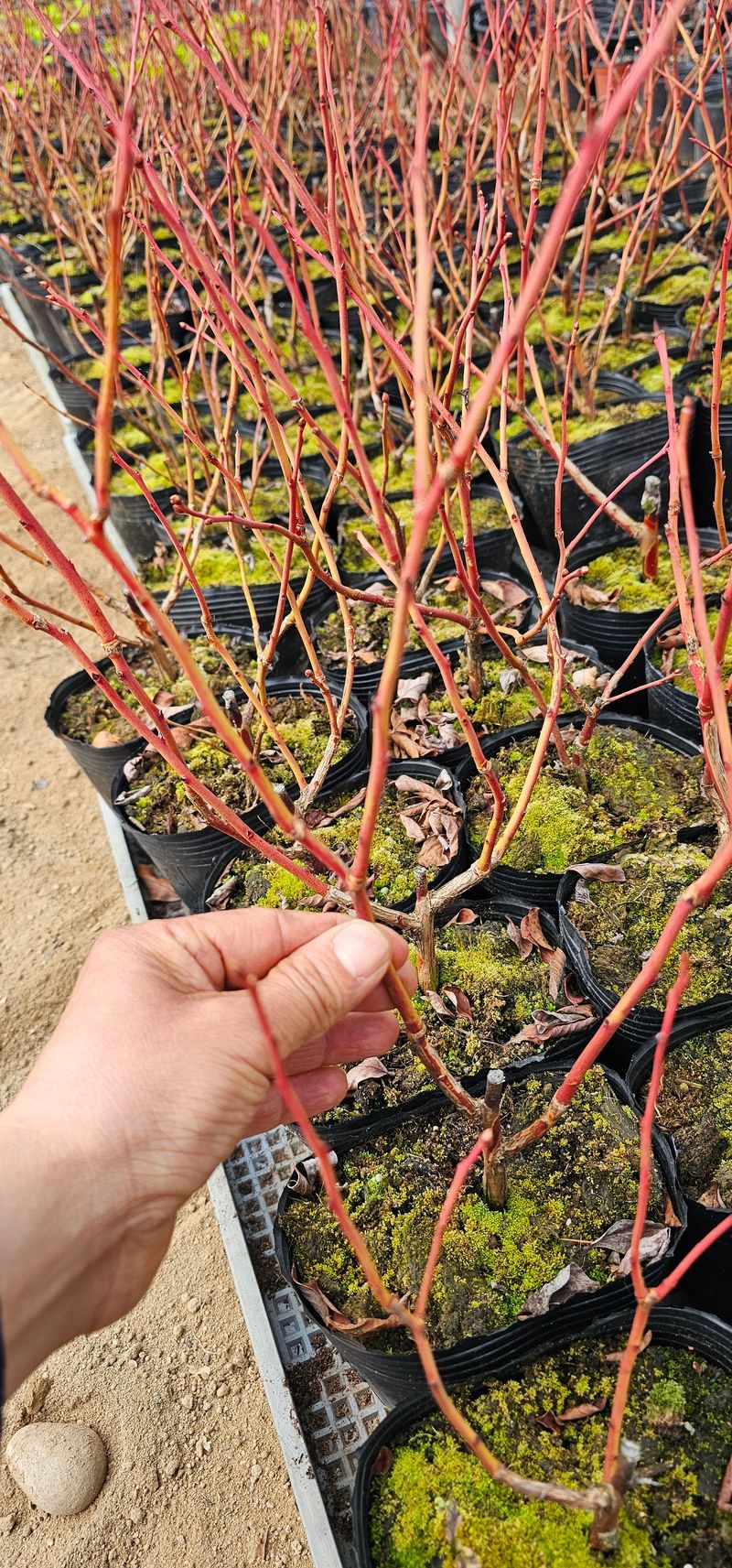 장터 상품 [첸들러블루베리 2년생] 썸네일