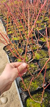 팜모닝 · 게시글 이미지