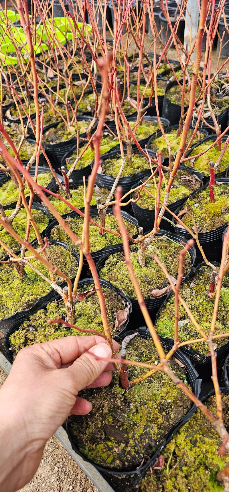 뿌리묘목농원님의 장터 판매 상품 [첸들러블루베리 2년생] 첨부 사진