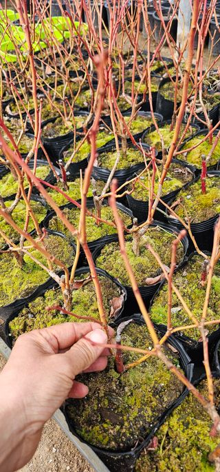 뿌리묘목농원님의 작성글 사진