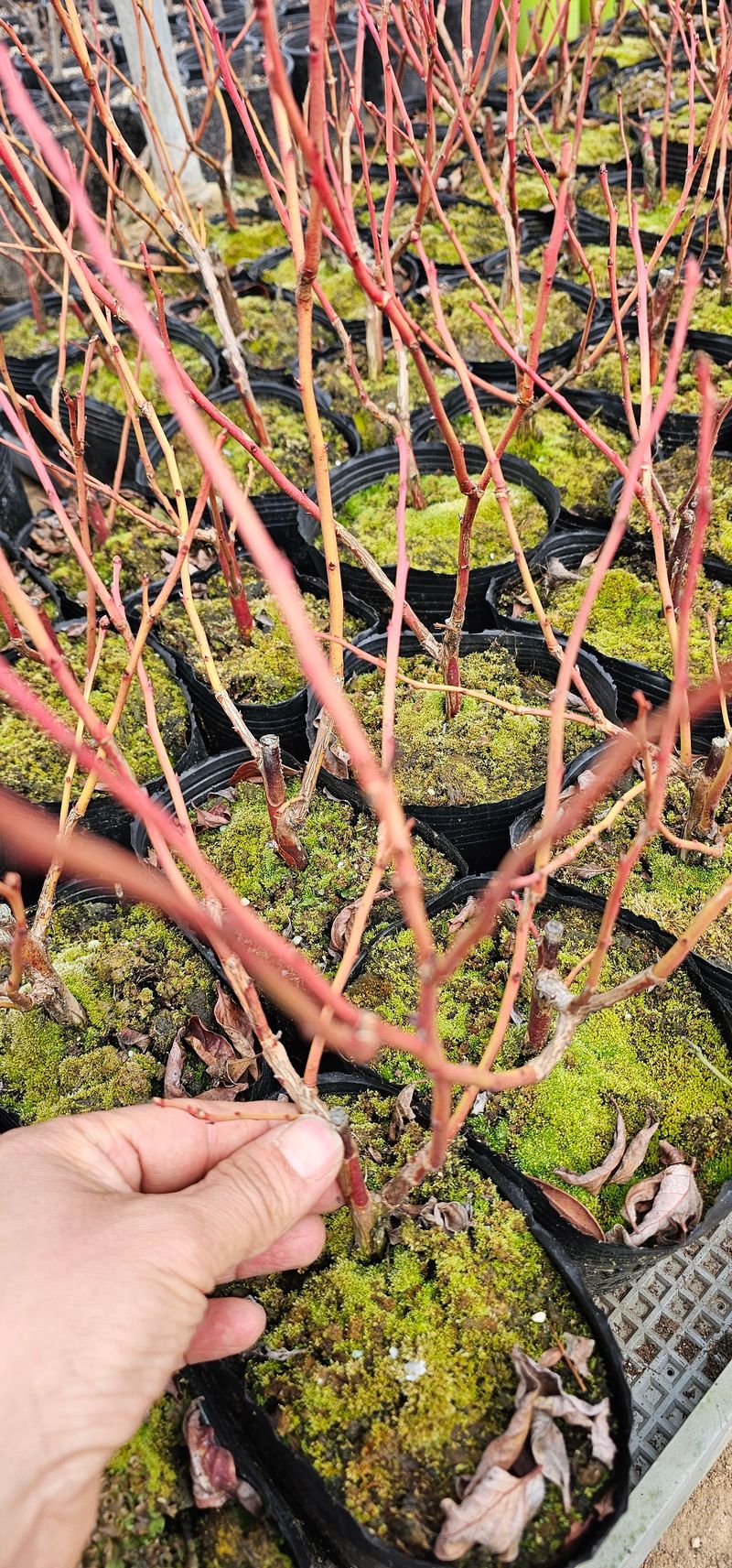 뿌리묘목농원님의 장터 판매 상품 [첸들러블루베리 2년생] 첨부 사진