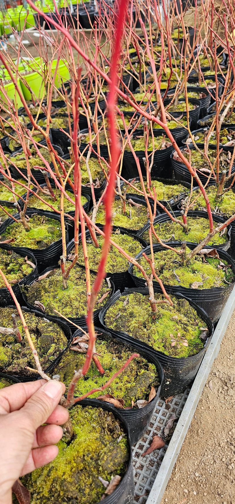 뿌리묘목농원님의 장터 판매 상품 [첸들러블루베리 2년생] 첨부 사진