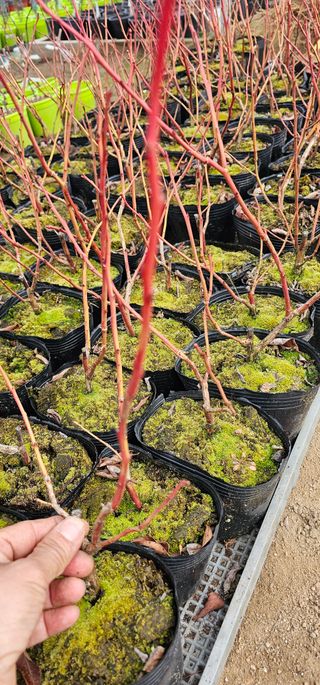 뿌리묘목농원님의 작성글 사진