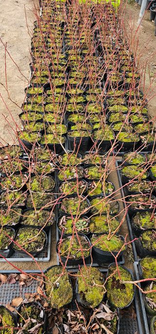 뿌리묘목농원님의 작성글 사진