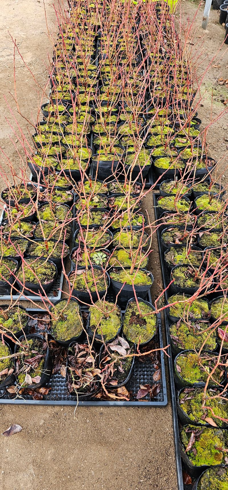 뿌리묘목농원님의 장터 판매 상품 [첸들러블루베리 2년생] 첨부 사진